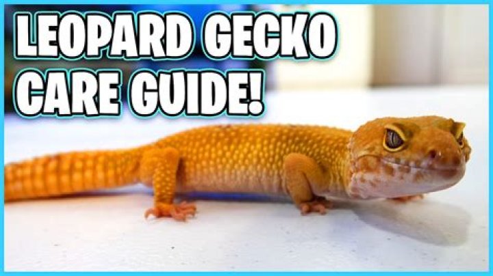 Geko’s Girlfriend: Who is Geko Dating?
