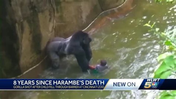 Harambe Gorilla Killing: Michelle Gregg and Deonne Dickerson Could Face Child Neglect Charges – Cincinnati Police Investigate